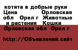 котята в добрые руки › Цена ­ 50-100 - Орловская обл., Орел г. Животные и растения » Кошки   . Орловская обл.,Орел г.